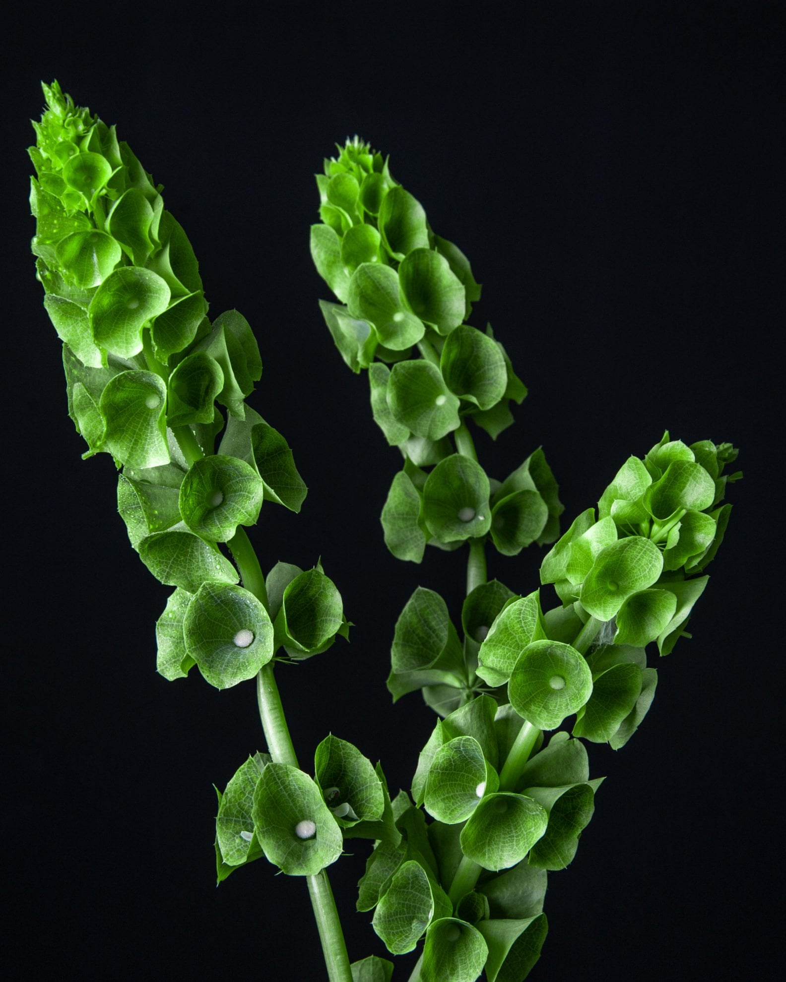 Молюцелла (Molucella)