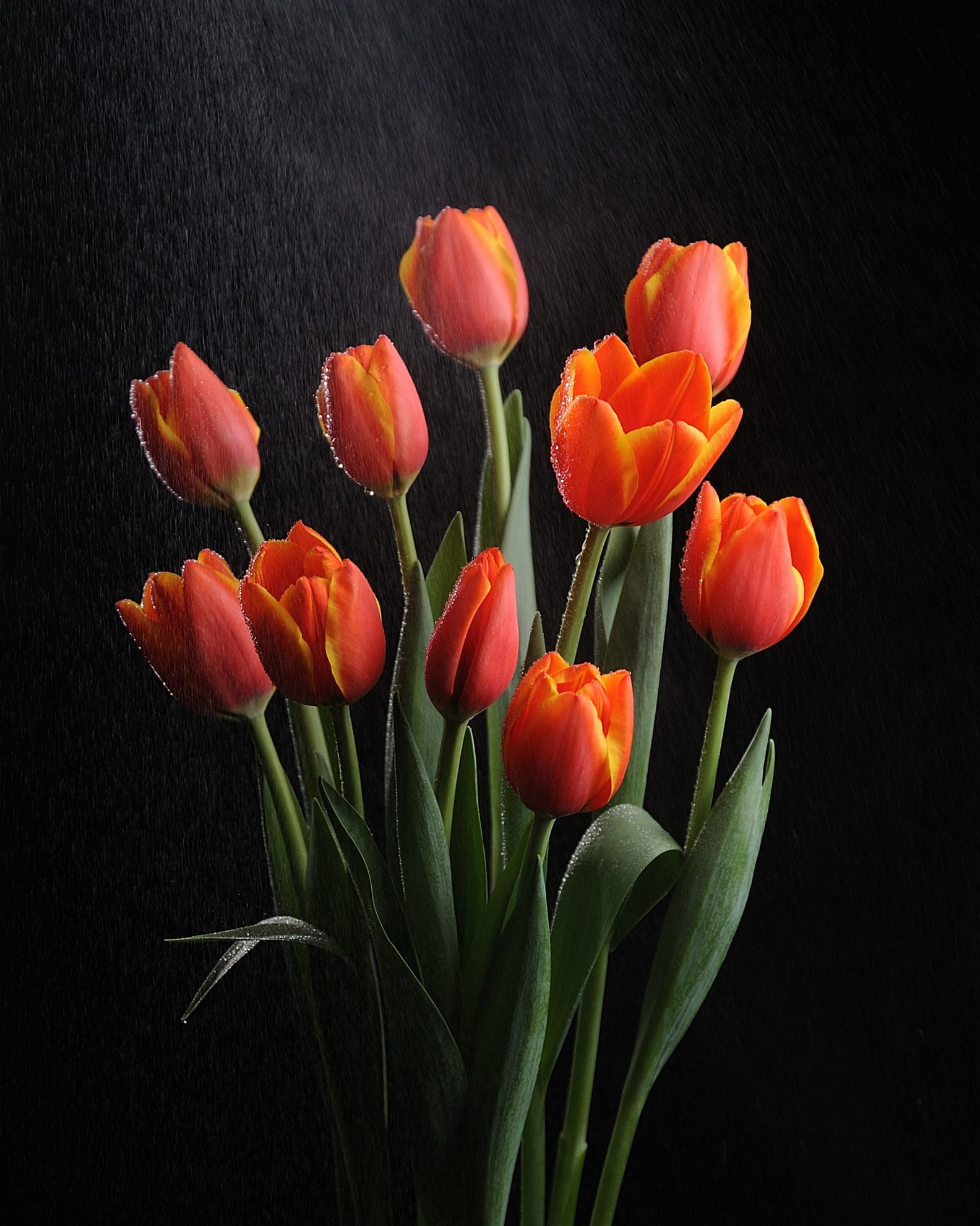 Тюльпан (Tulip)