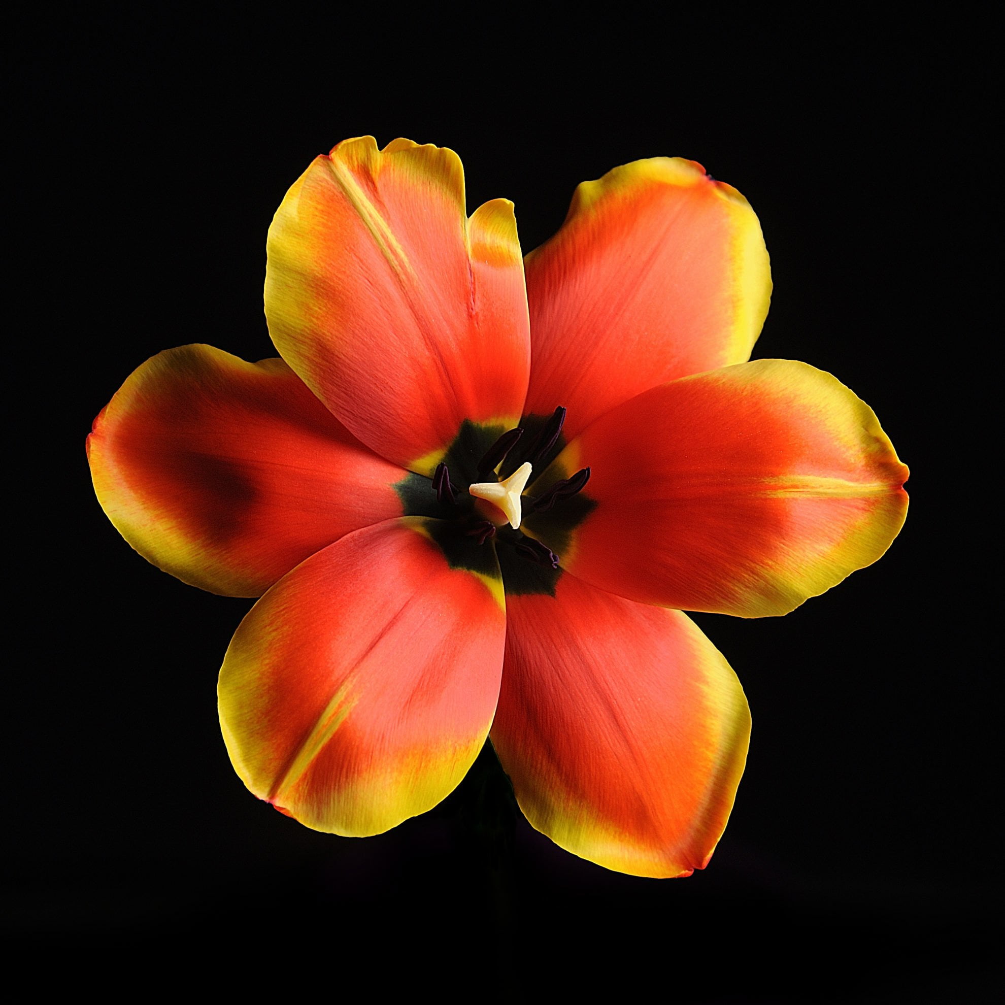 Тюльпан (Tulip)