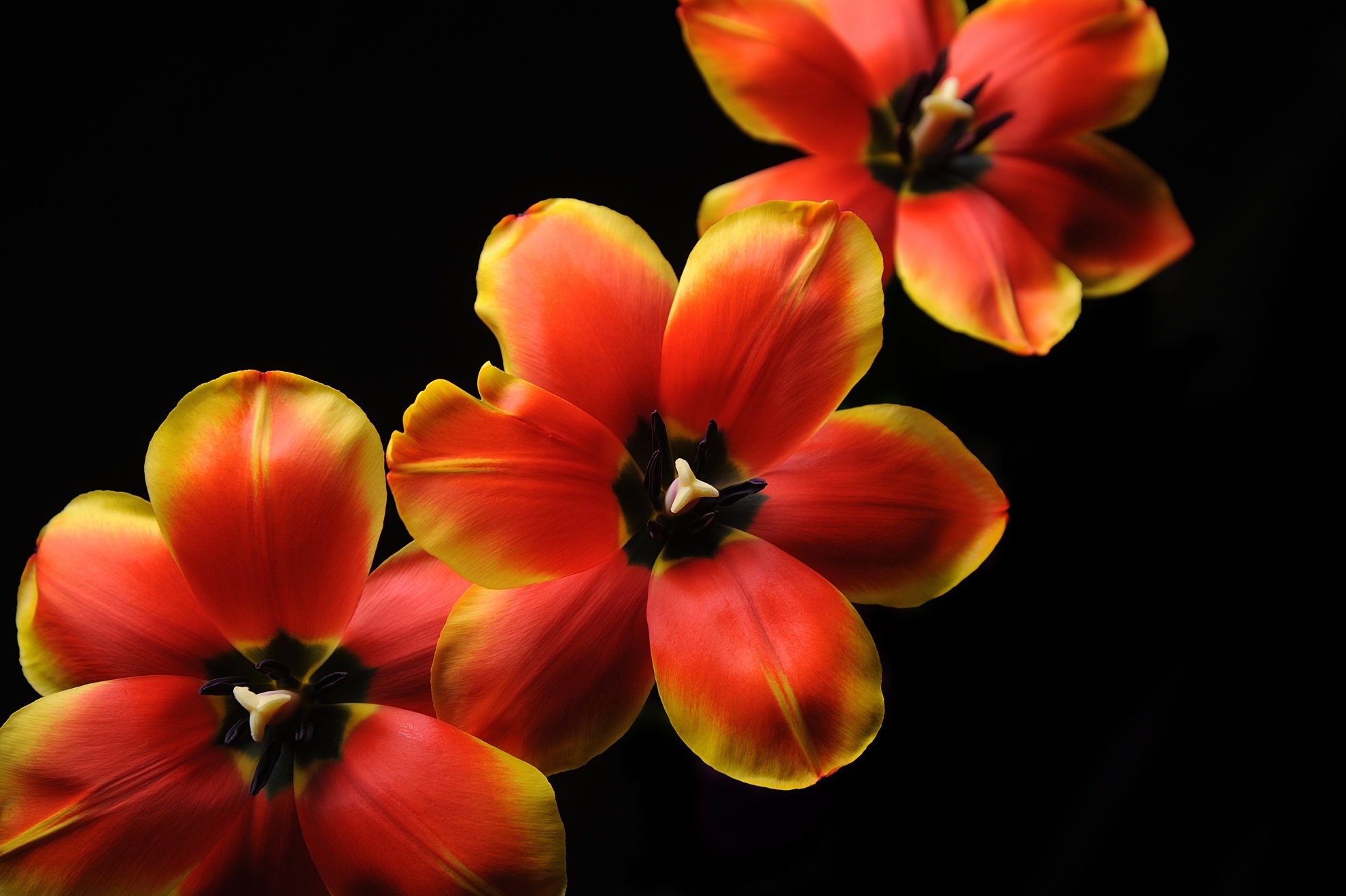 Тюльпан (Tulip)