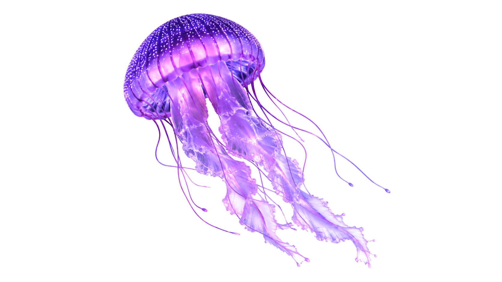 Jellyfish preview