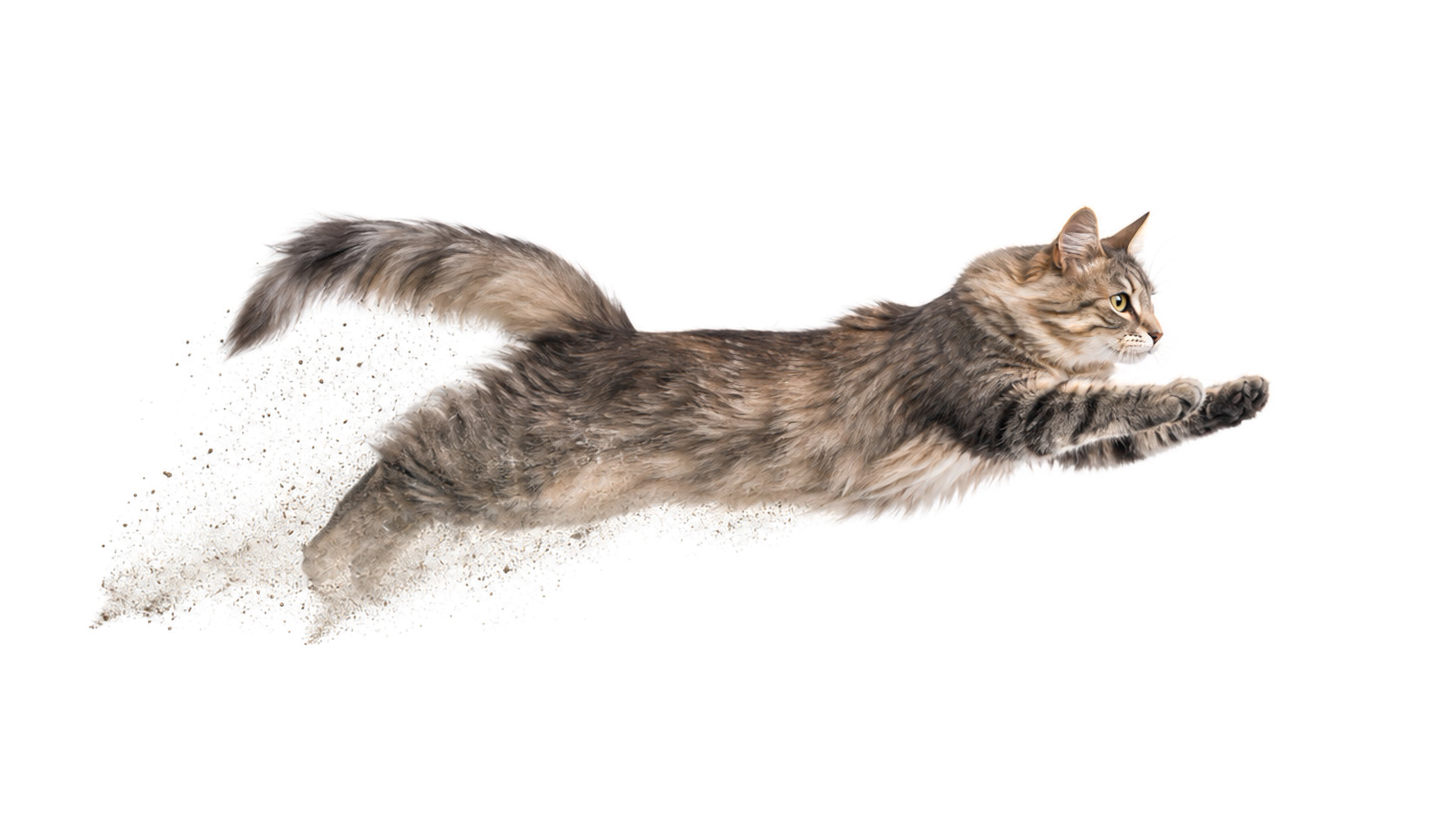 Jumping Cat preview