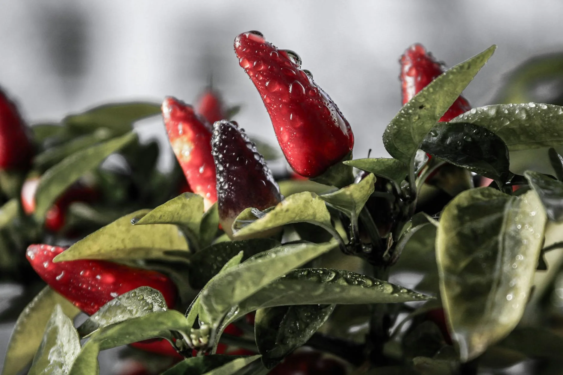 Macro shot of vibrant red chili peppers with dew, highlighting the freshness and vivid colors.