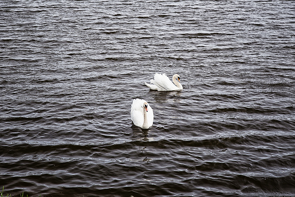 Беларусь — Несвижский замок-190429_160851