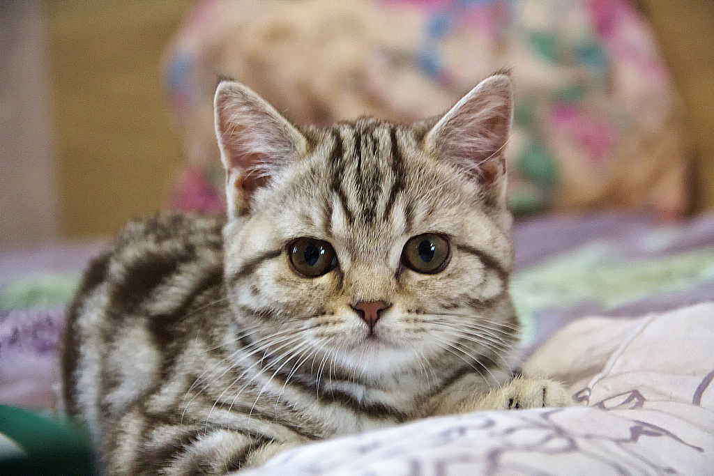 Ватруша-150308_144320