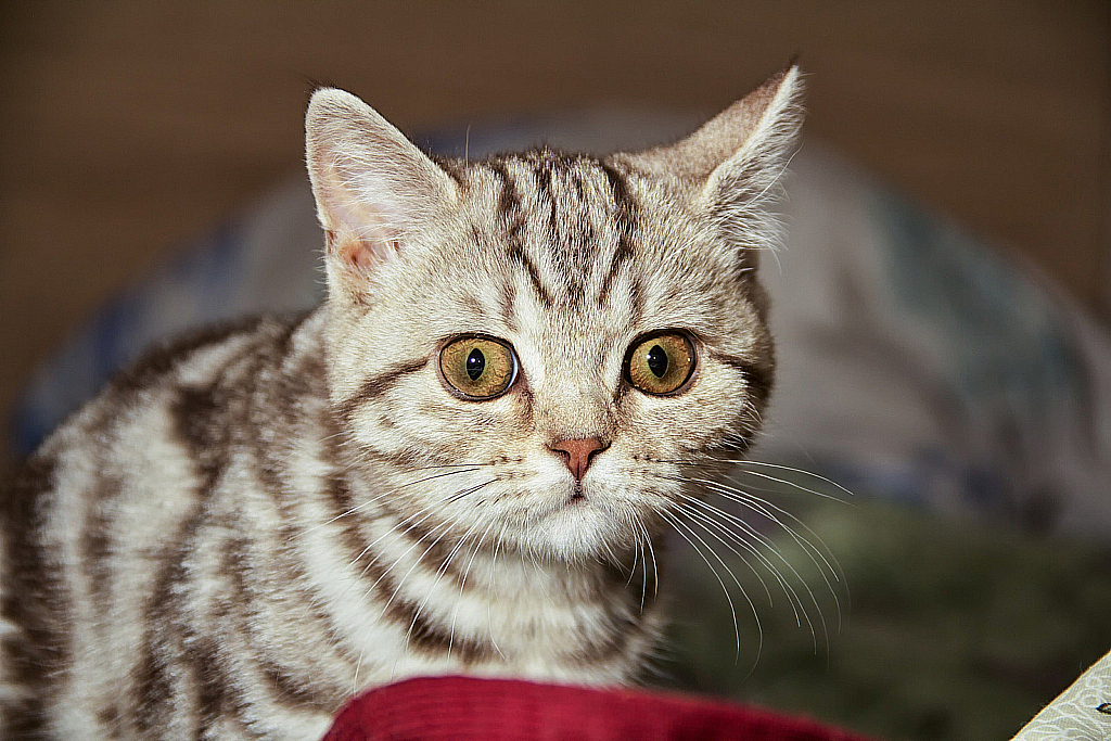 Ватруша-150308_144903