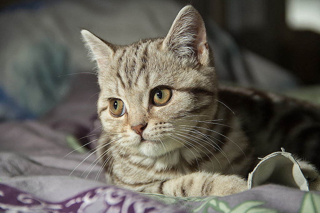 Ватруша-150308_145015