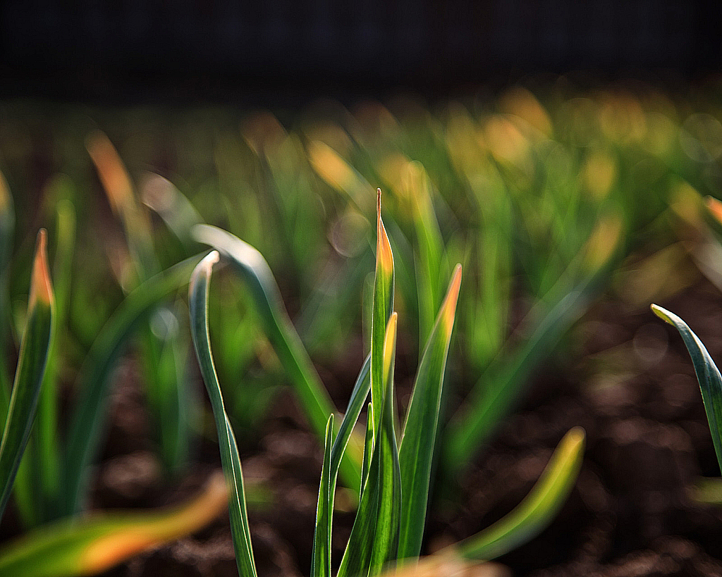 Весенние цветы-200503_160948