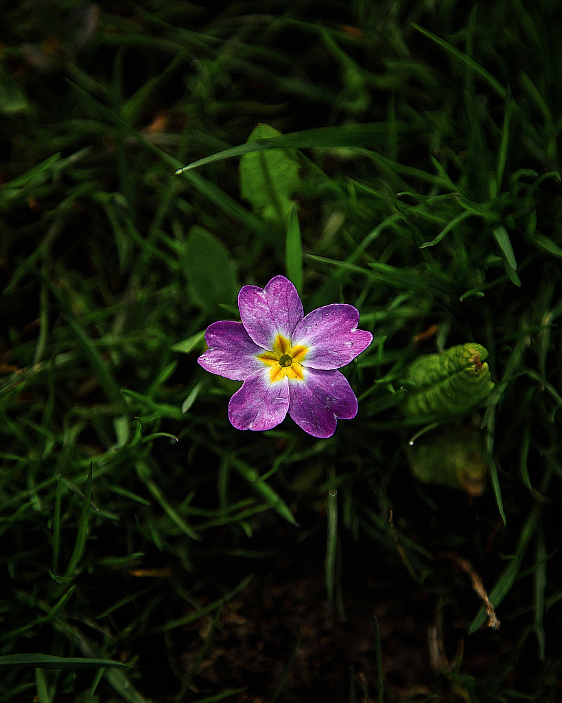 Весенние цветы-200505_162320