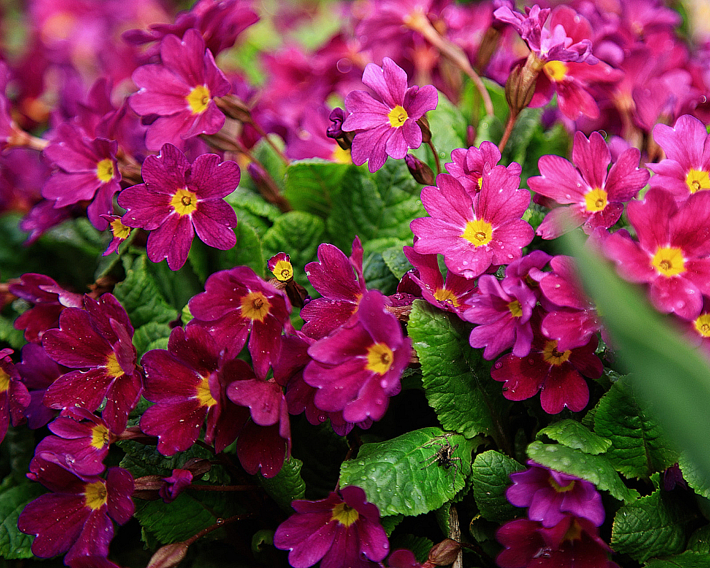 Весенние цветы-200505_162357