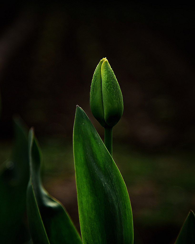 Весенние цветы-200505_162716