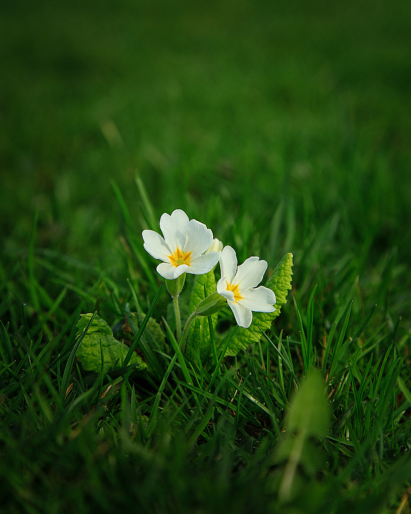 Весенние цветы-200505_163130