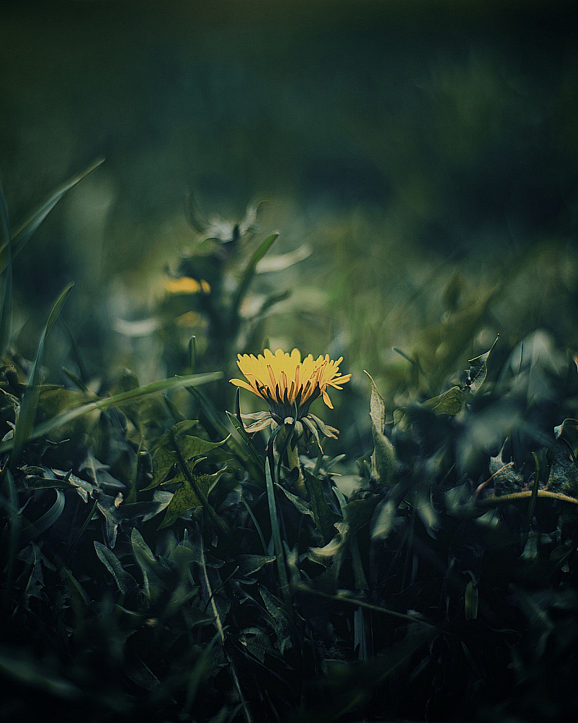 Весенние цветы-200510_182123