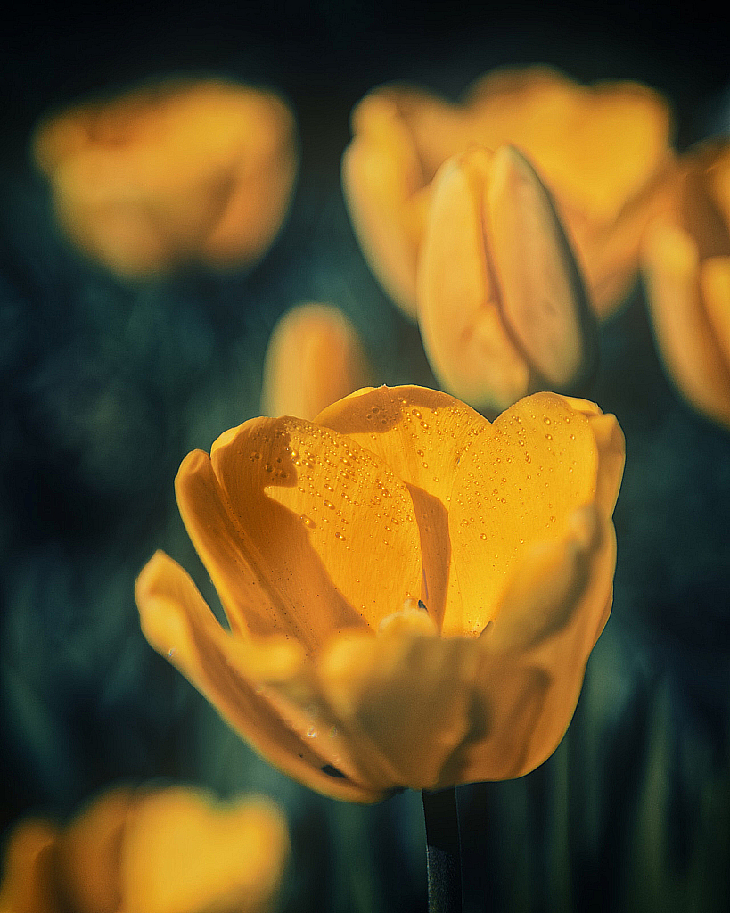 Весенние цветы-200511_152051