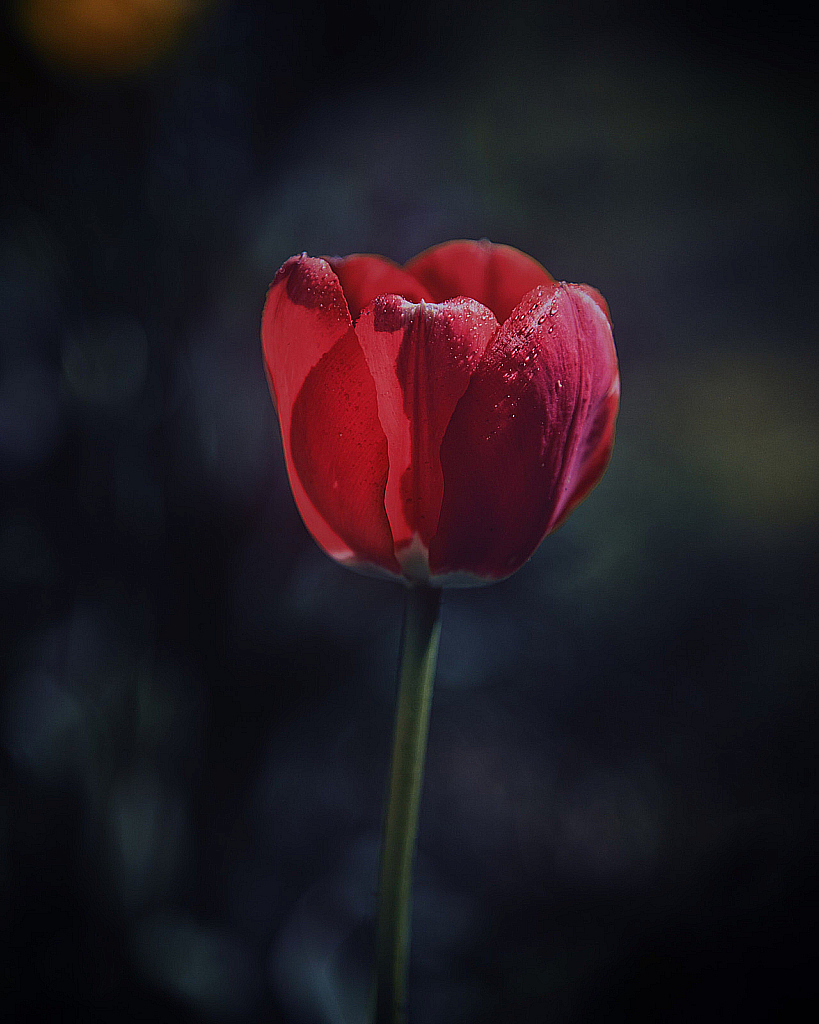 Весенние цветы-200511_152149