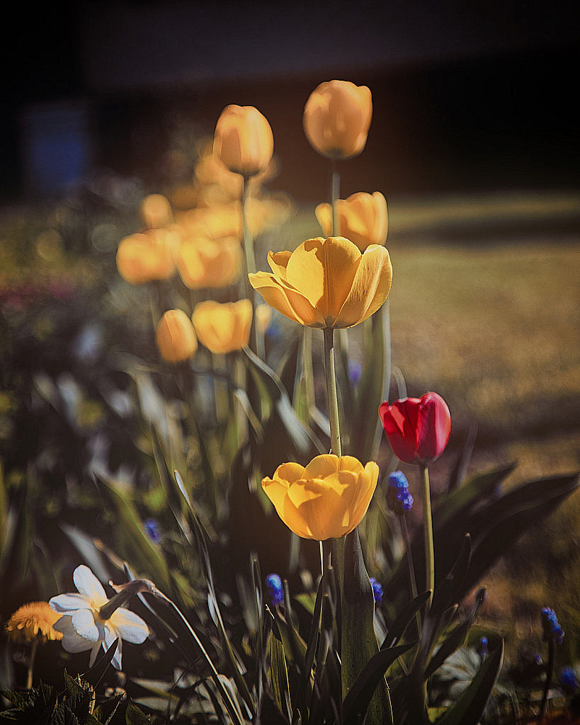 Весенние цветы-200511_152203