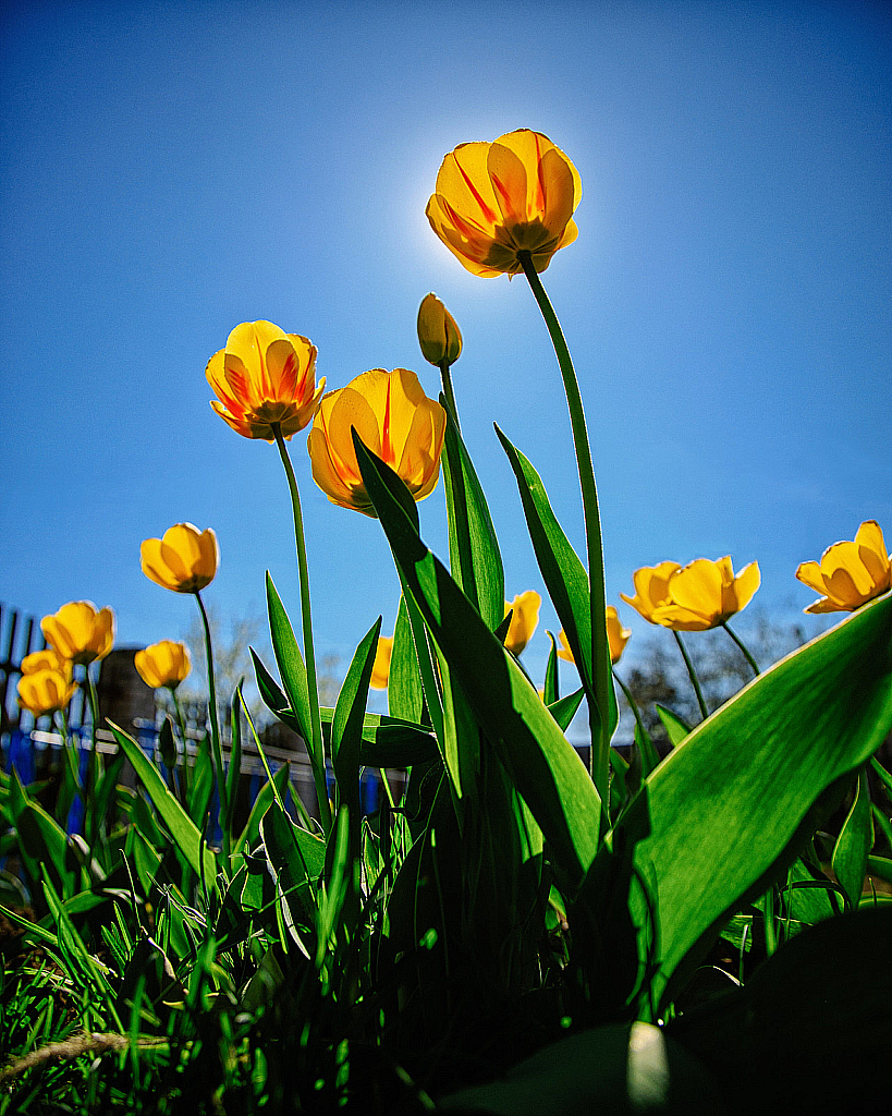 Весенние цветы-200511_152641