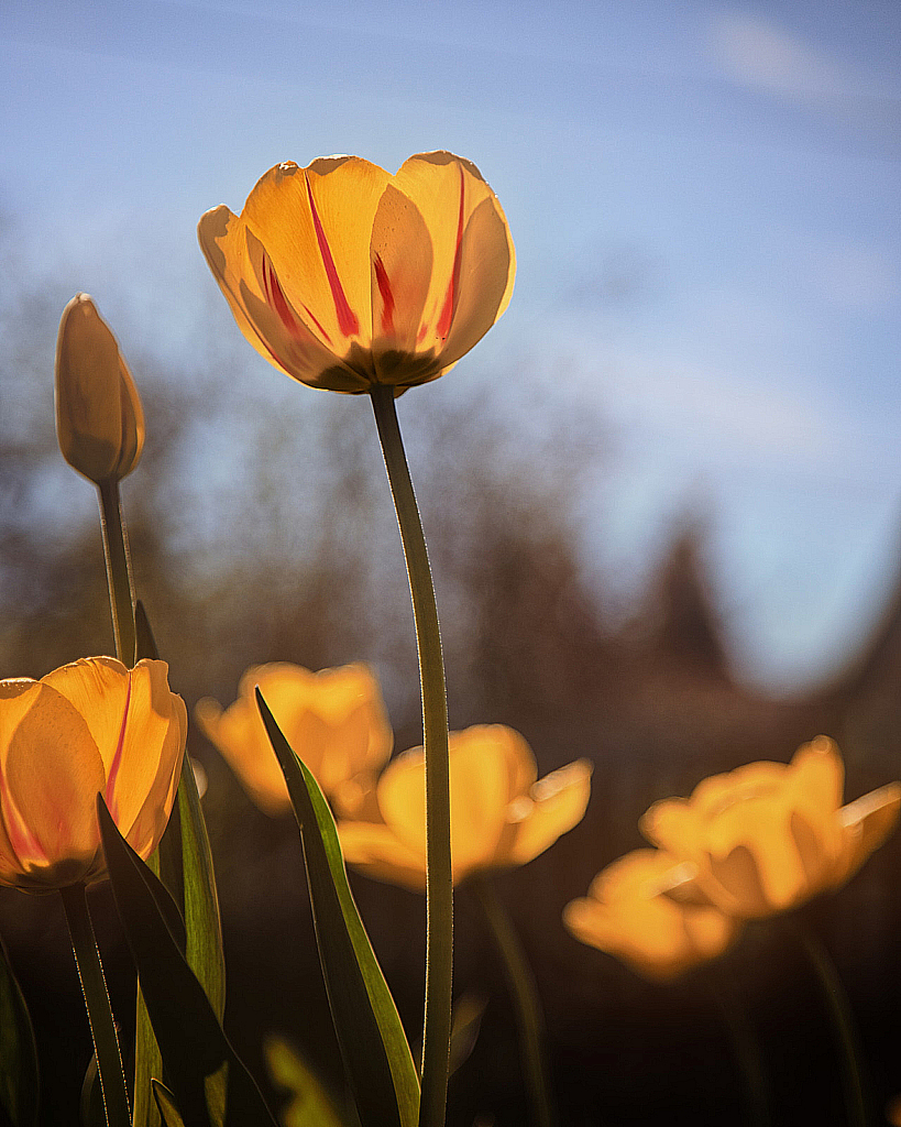 Весенние цветы-200511_152834