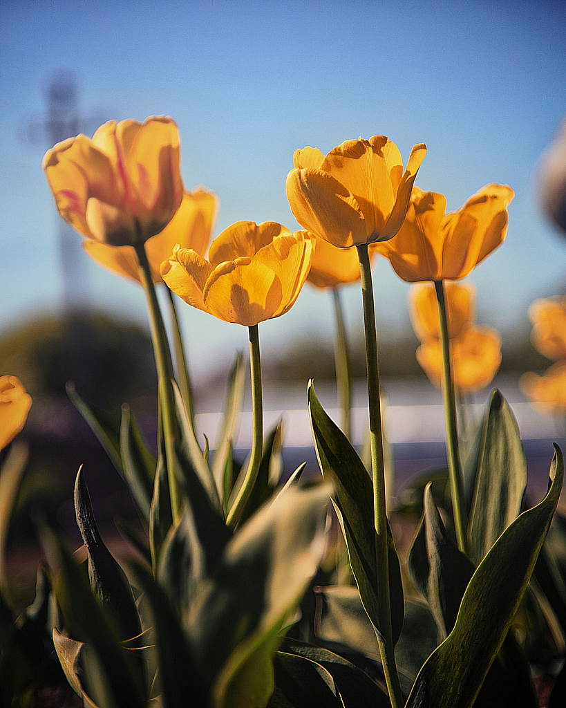 Весенние цветы-200511_152931