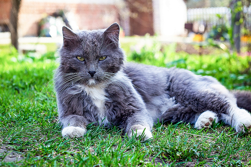 Весенняя лужайка-231115_154829