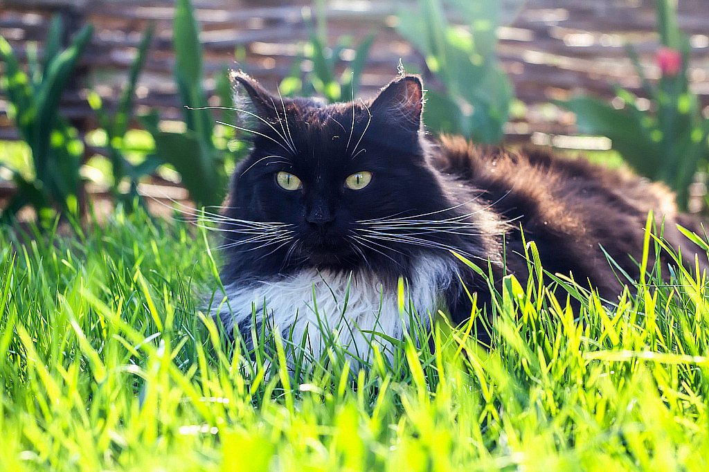 Весенняя лужайка-231115_155638