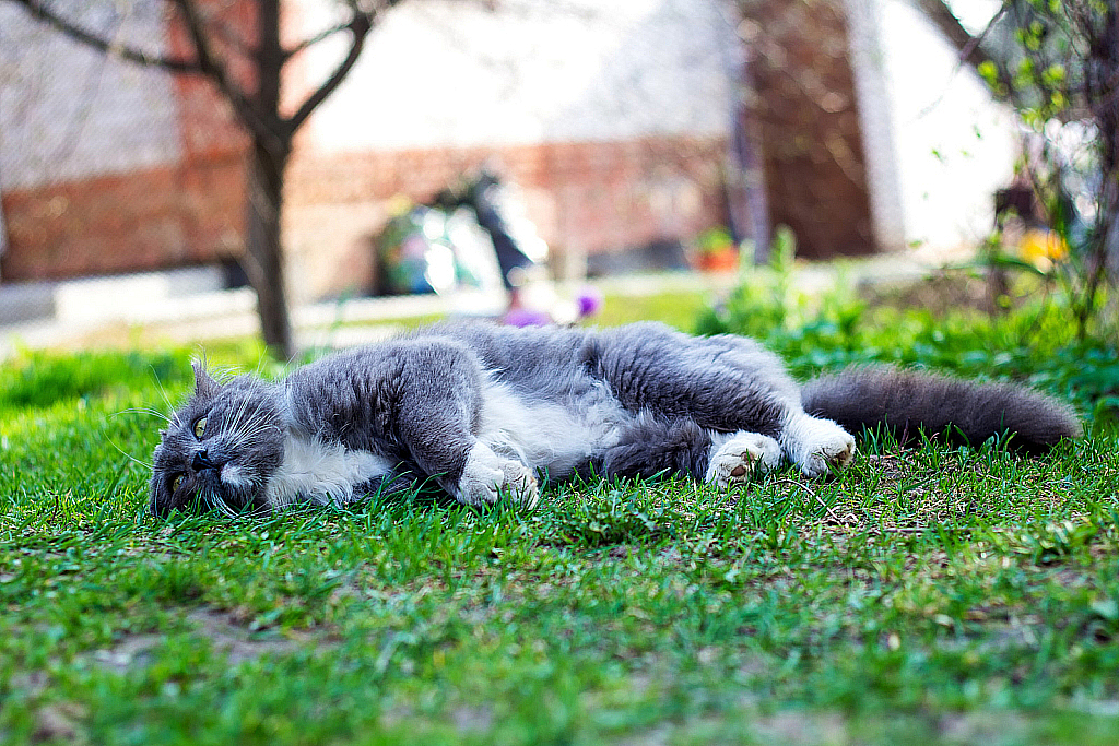 Весенняя лужайка-231115_155744