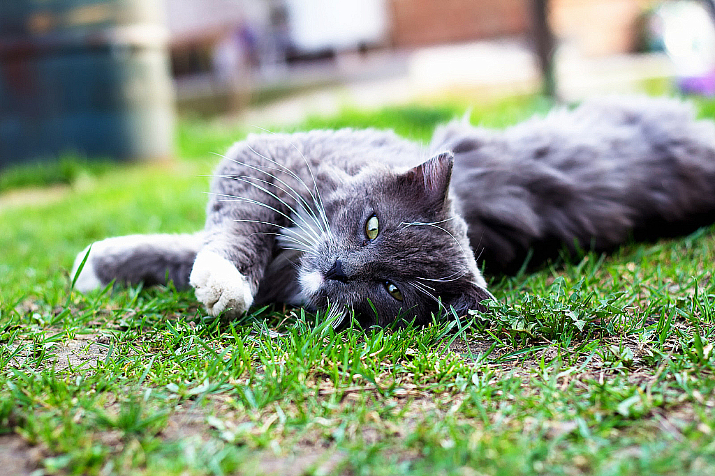 Весенняя лужайка-231115_160514