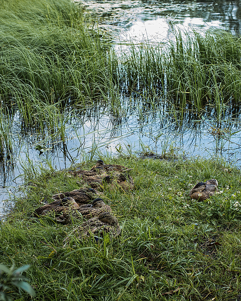 Вокруг прудов-200625_134749