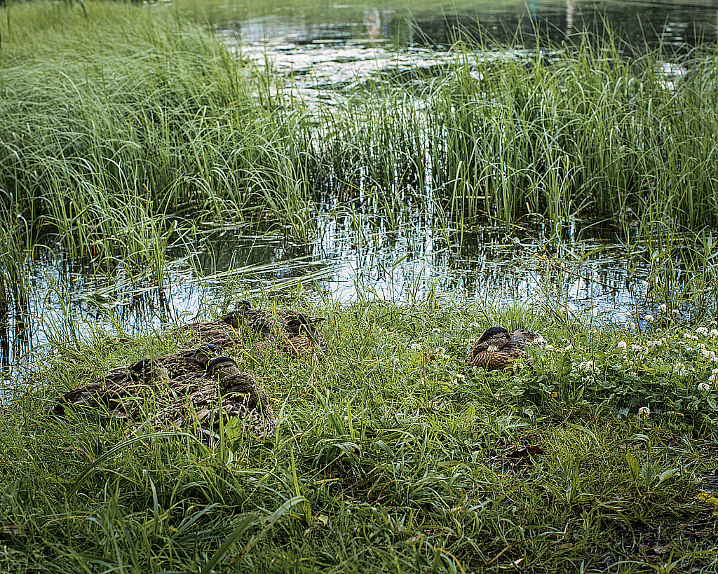 Вокруг прудов-200625_134825