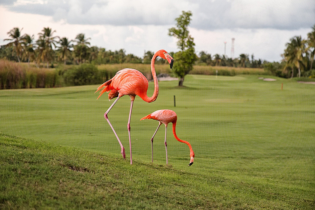 Доминикана 2018-181206_011114
