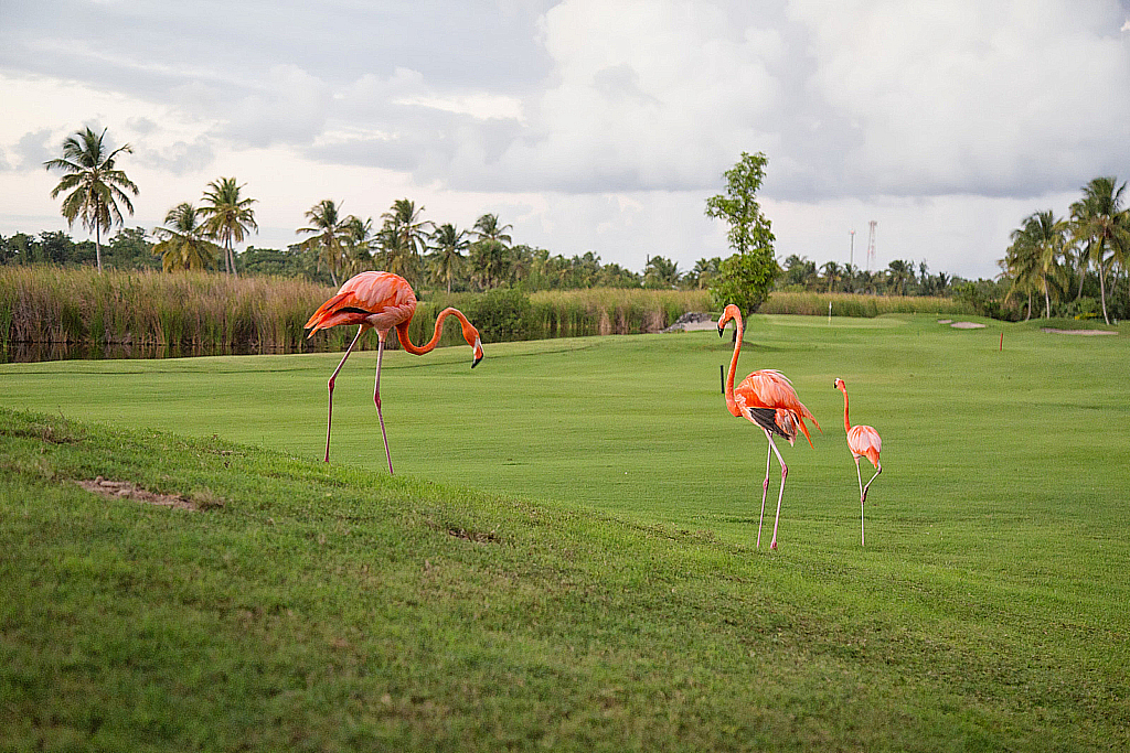 Доминикана 2018-181206_011123