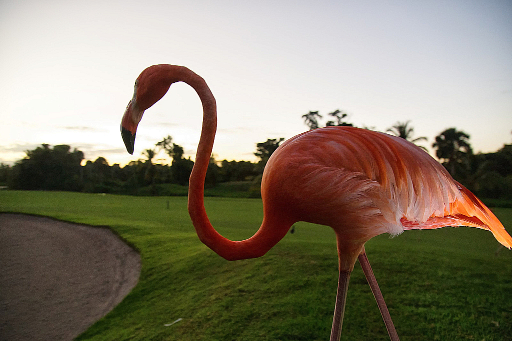 Доминикана 2018-181206_011850