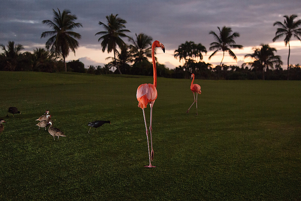 Доминикана 2018-181206_012537