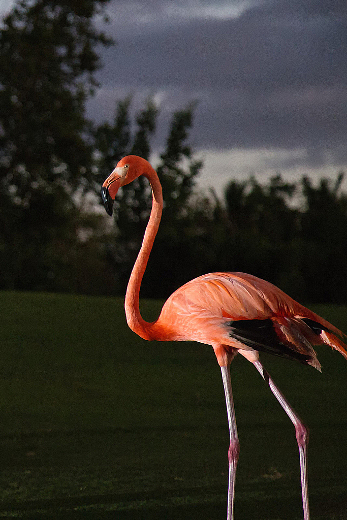 Доминикана 2018-181206_012600