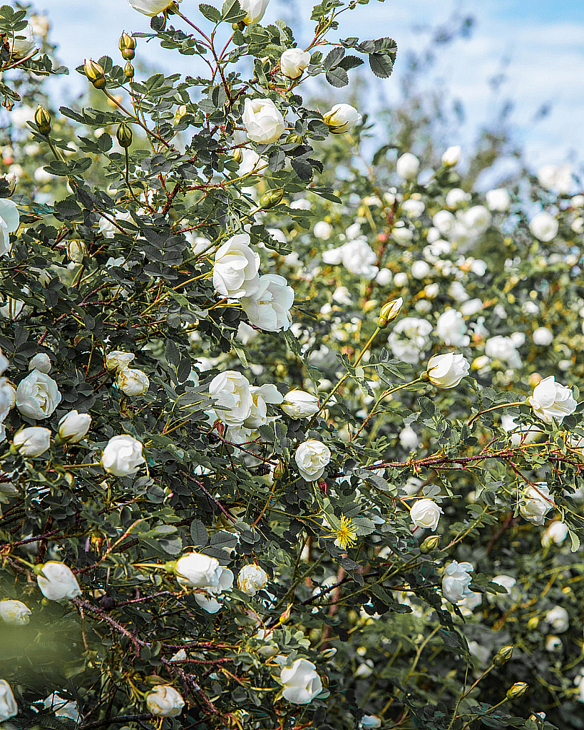 Дубна-200613_164022