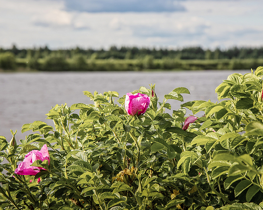 Дубна-200613_164538