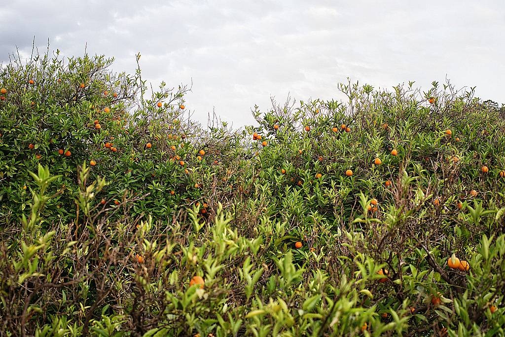 Кемер Чиралы Фаселис Природа-180502_190952