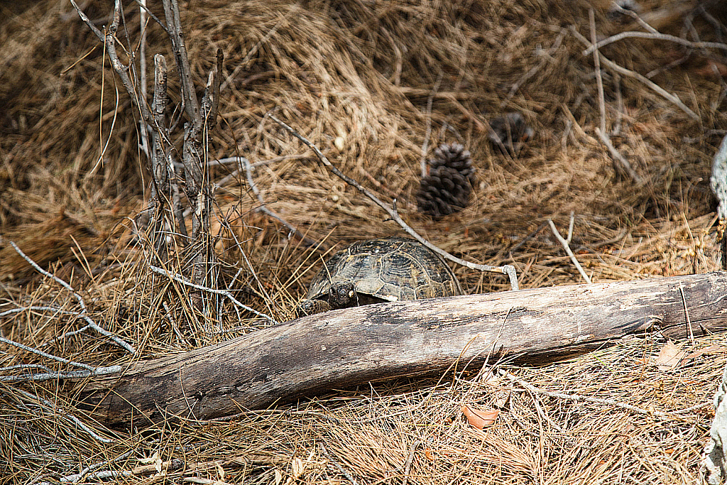 Кемер Чиралы Фаселис Природа-180504_132309