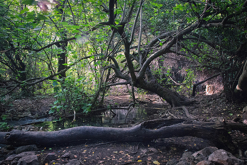 Кемер Чиралы Фаселис Природа-180507_174058