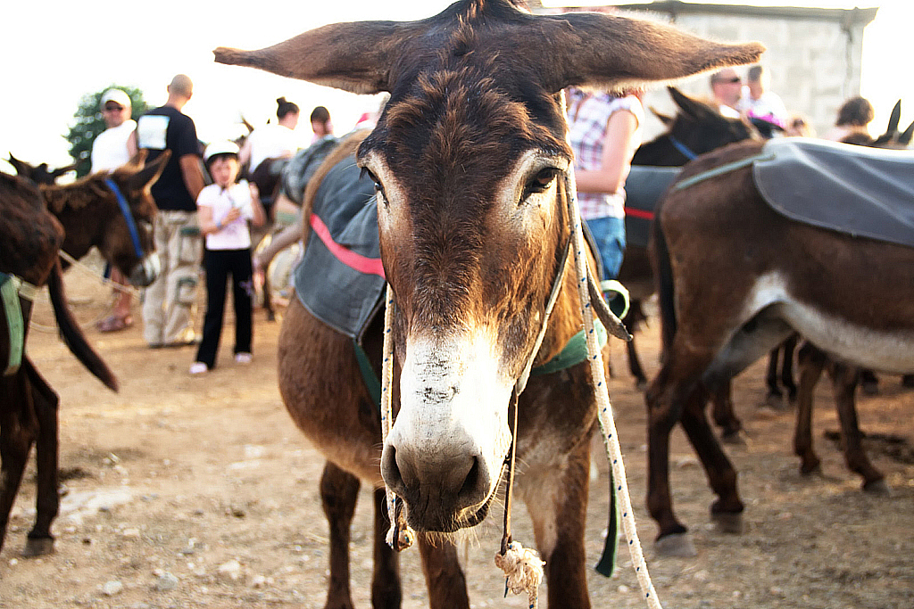 Кипр 2013 — Ослики-231121_042734