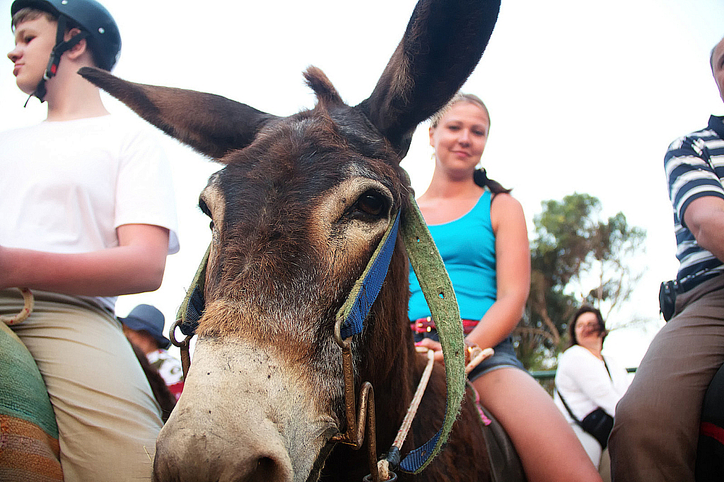 Кипр 2013 — Ослики-231121_042806
