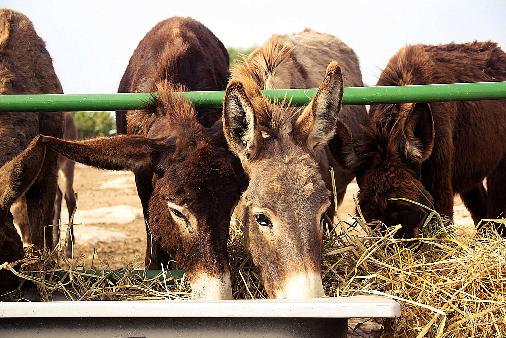 Кипр 2013 — Ослики-231121_042837