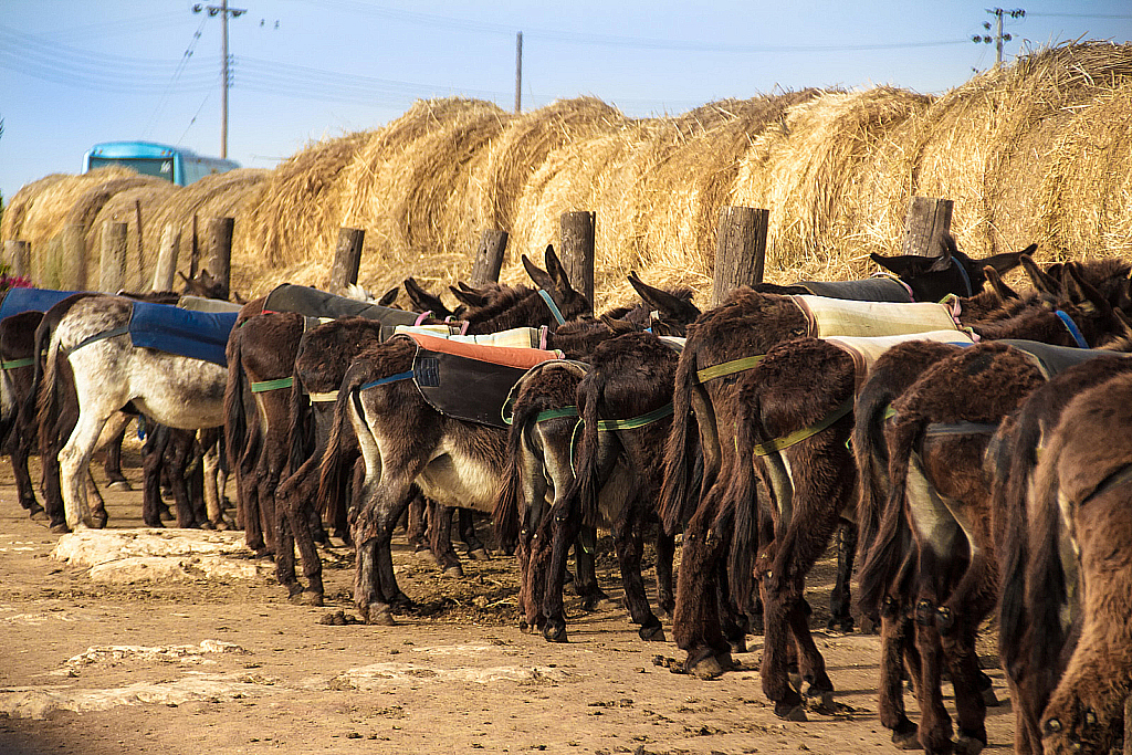 Кипр 2013 — Ослики-231121_042838