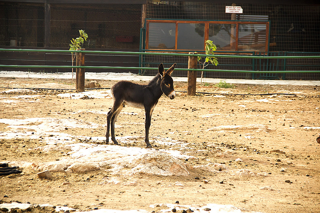 Кипр 2013 — Ослики-231121_043300