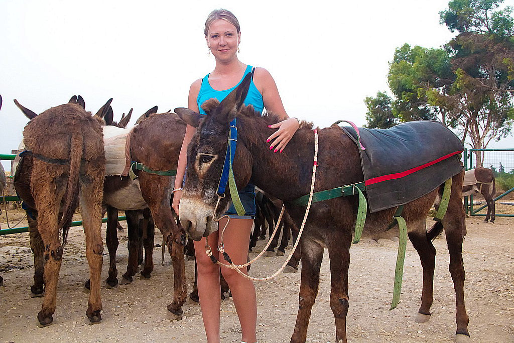 Кипр 2013 — Ослики-231121_043536