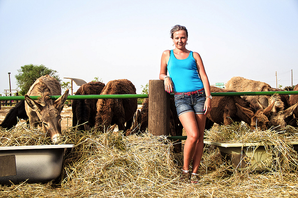 Кипр 2013 — Ослики-231121_043550