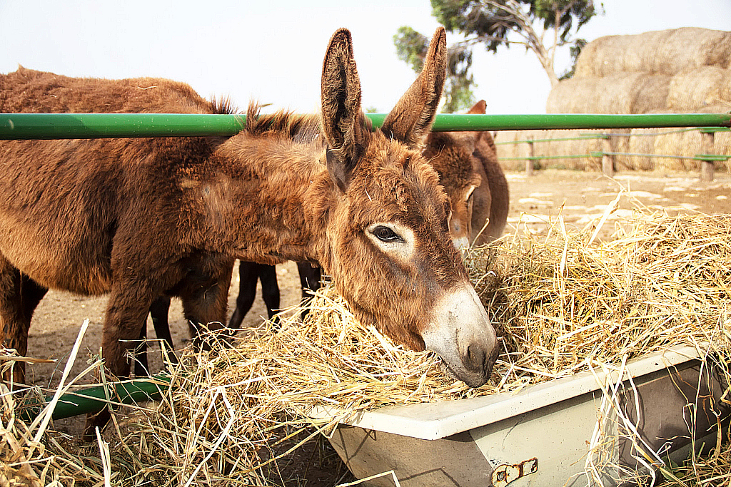 Кипр 2013 — Ослики-231121_043604