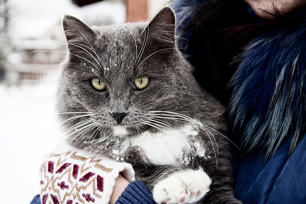 Кот Зима 2012-121209_143304