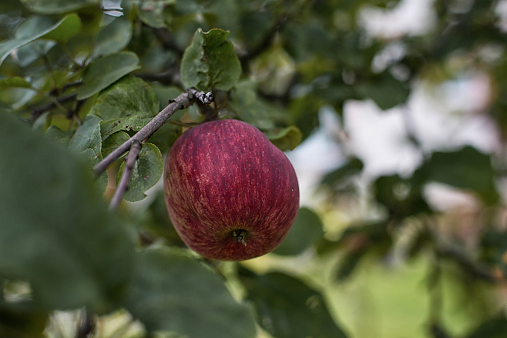 Лето 2019 на Шпилёво-190824_171548
