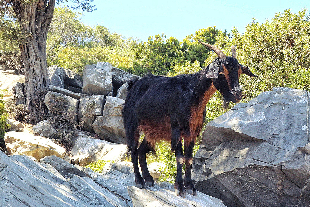 Мармарис 2017 Природа-170908_132356